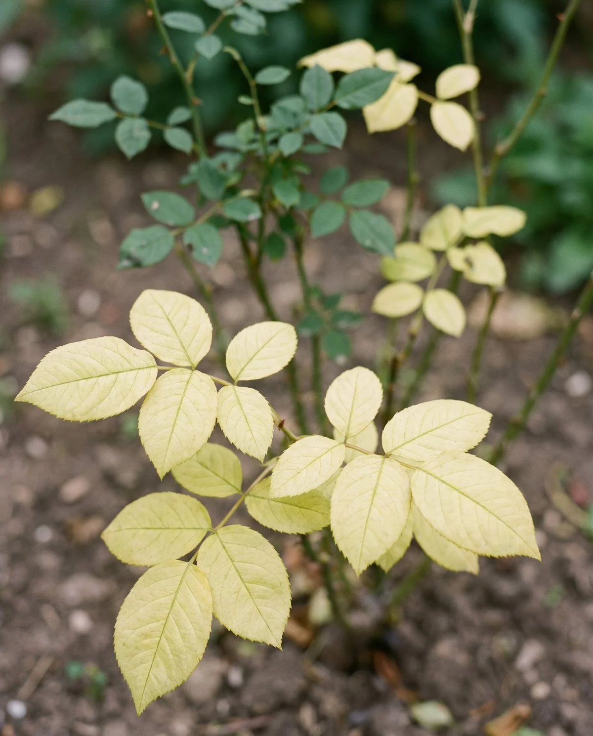 Lower rose leaves faded to an even pale yellow-green with no contrast between veins and leaf tissue