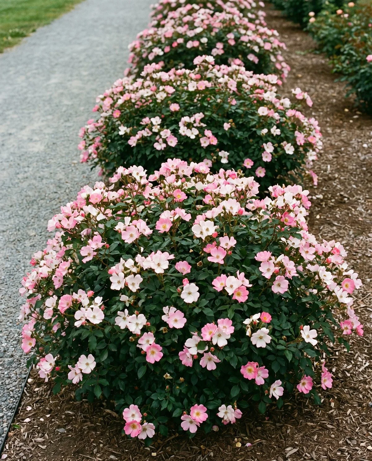 A landscape shrub rose planted in a mass along a path, flowering continuously with no bare gaps