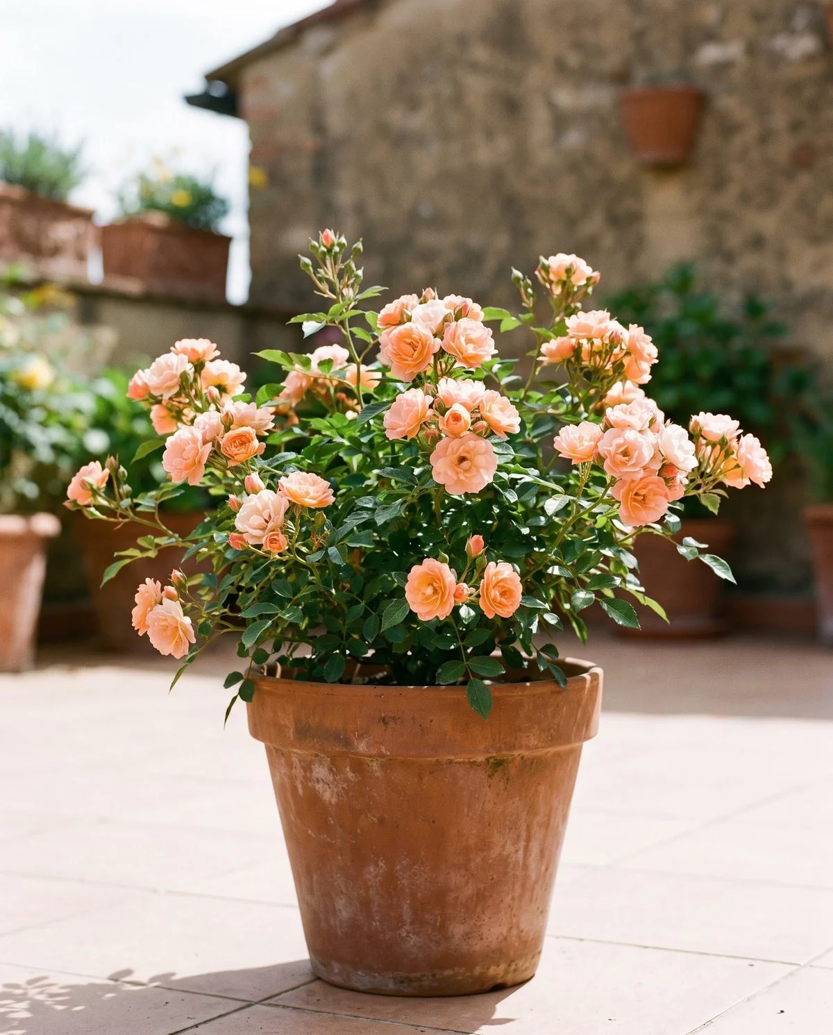 A compact dwarf shrub rose flowering in a terracotta container on an open sunny terrace
