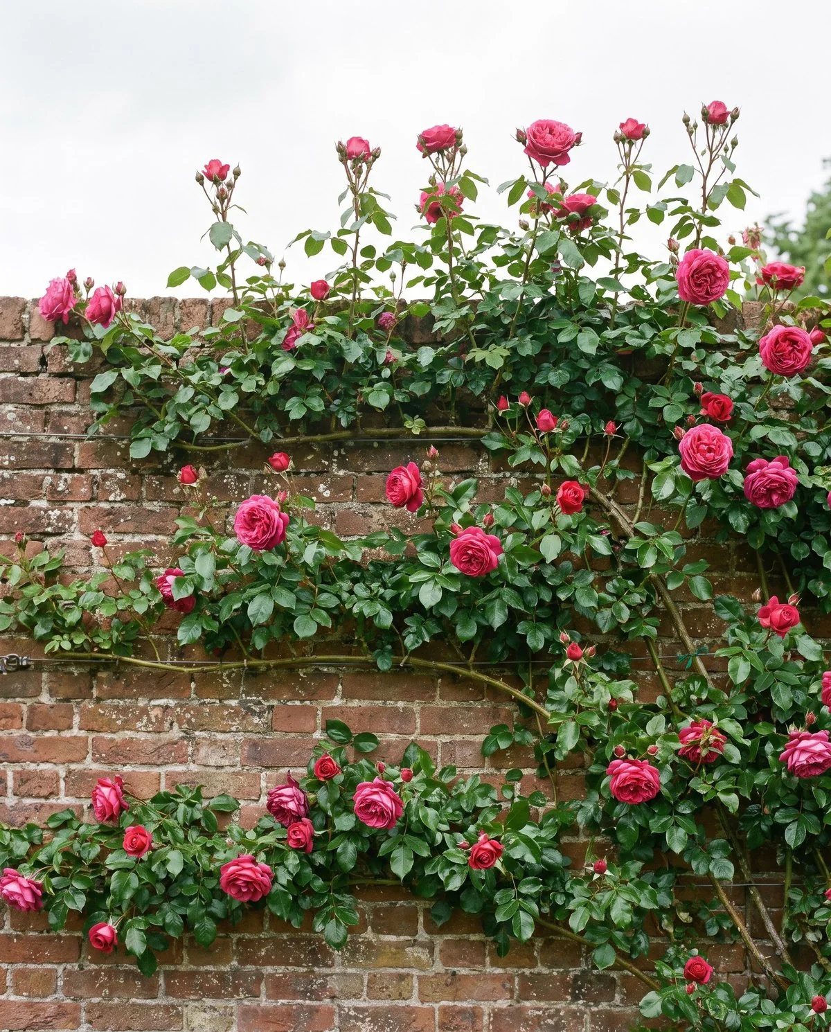 A climbing rose trained along a wall, long canes tied flat and carrying blooms all the way up