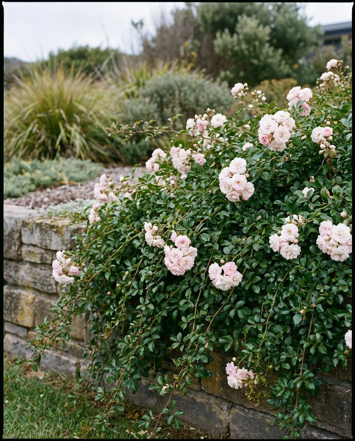 A groundcover rose trailing over a low wall, glossy foliage carrying clusters of blooms