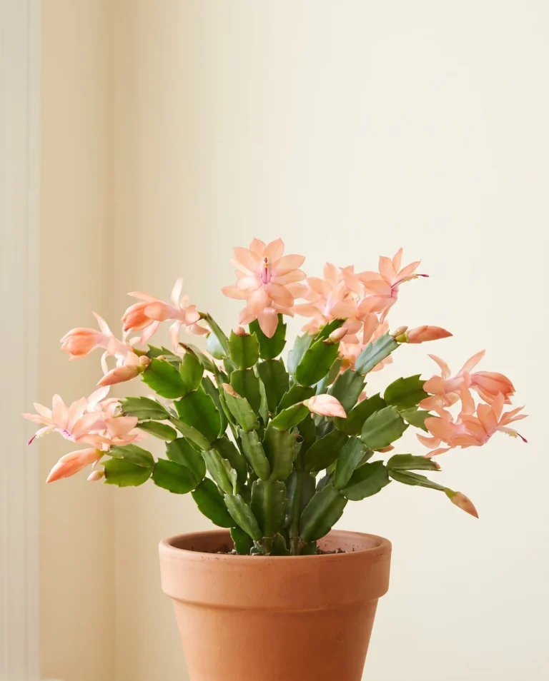 Peach-colored Christmas Fantasy holiday cactus flowers