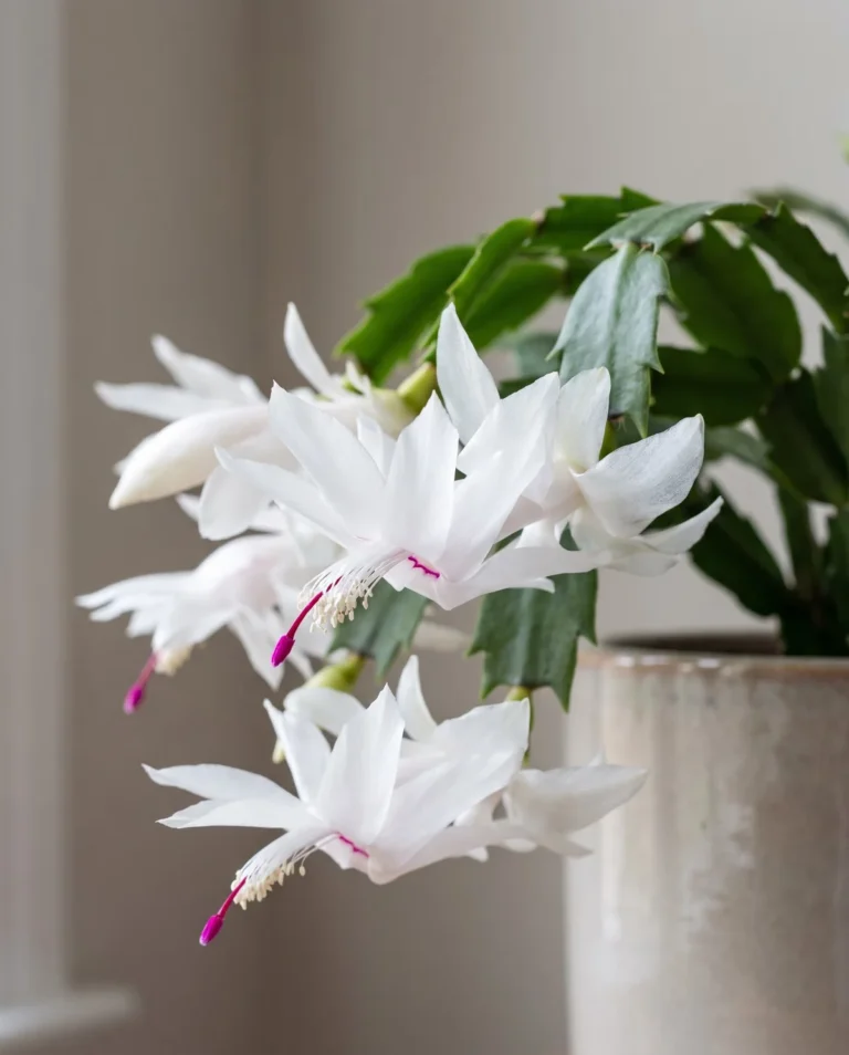 White Malissa holiday cactus flower with white stamens and a dark pink pistil