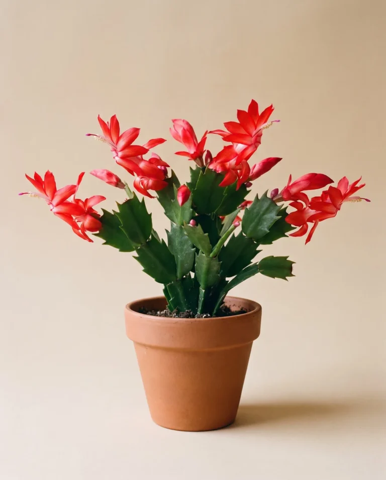 Red Thanksgiving-type holiday cactus with upright flowers and claw-toothed segments