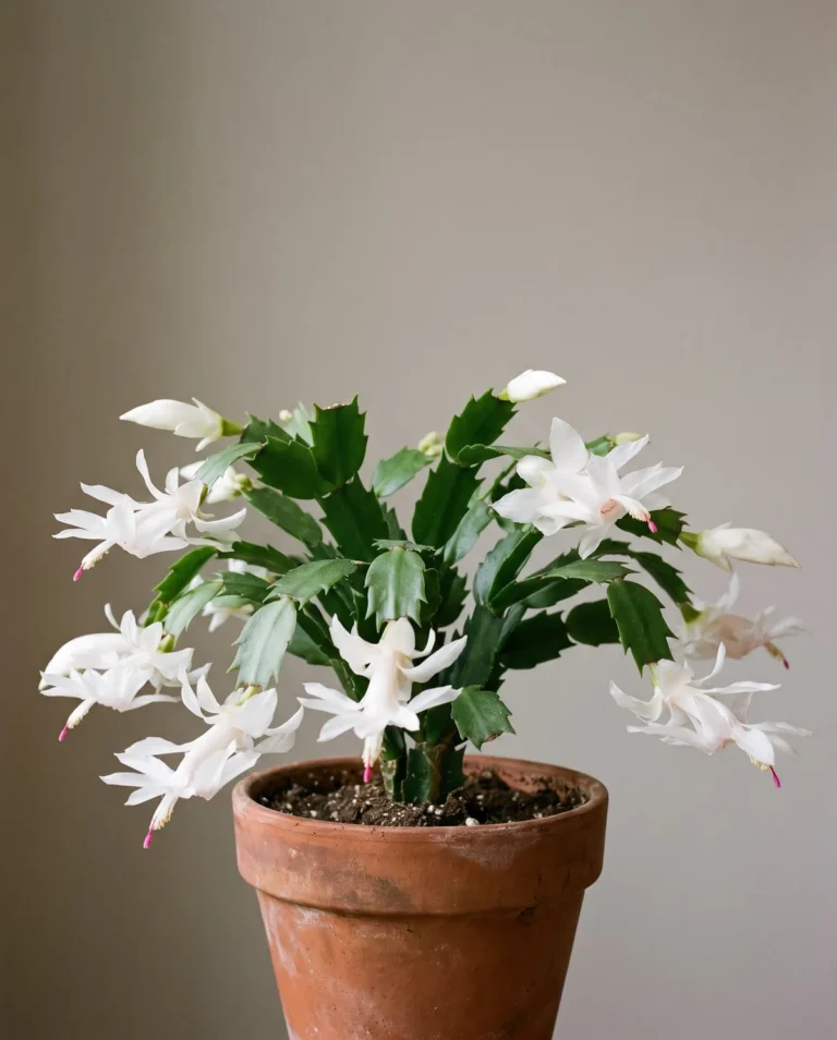 White-flowered holiday cactus cultivar in full bloom