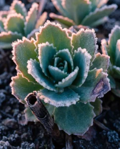 Frost crystals edging fleshy leaves of young sedum rosette