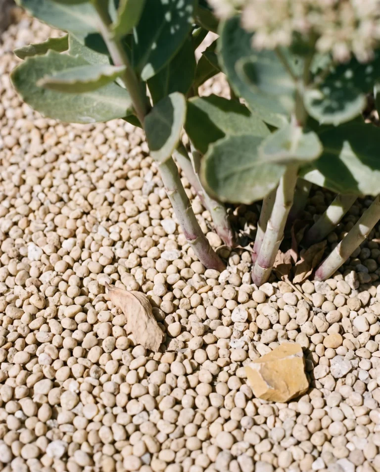 Pea gravel collar dressed around upright sedum crown