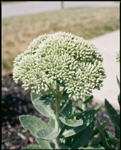 Pale green sedum bud dome close up at broccoli stage