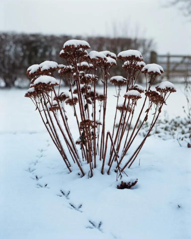 Snow-capped dried sedum seed heads with bird tracks in snow