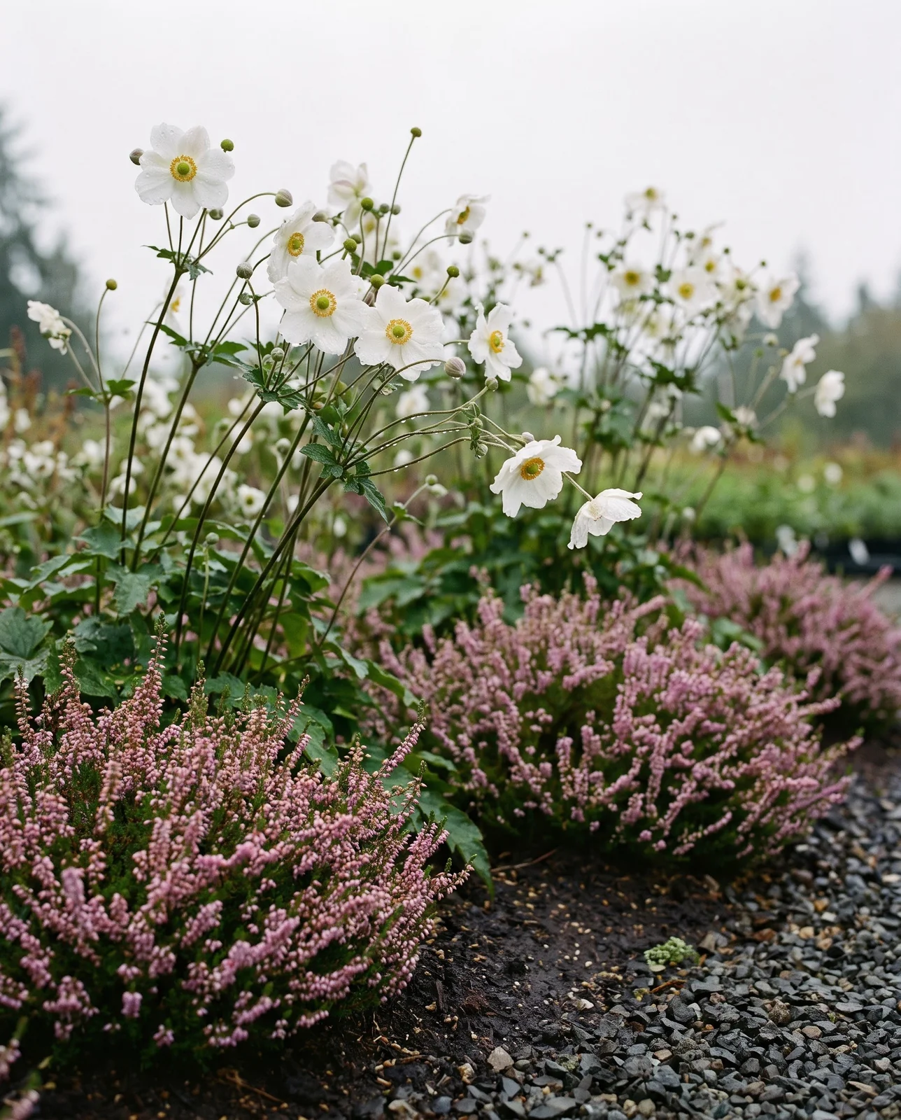 White Japanese anemones and pink heather wet with Pacific Northwest drizzle.
