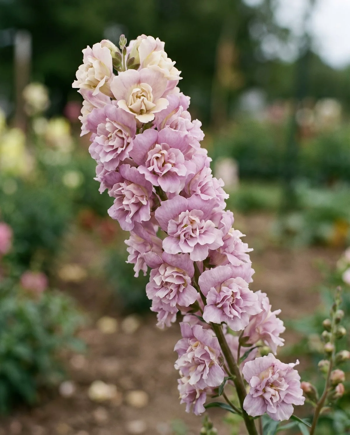 Double snapdragon florets, fully ruffled with extra petals filling the throat so no hinge remains