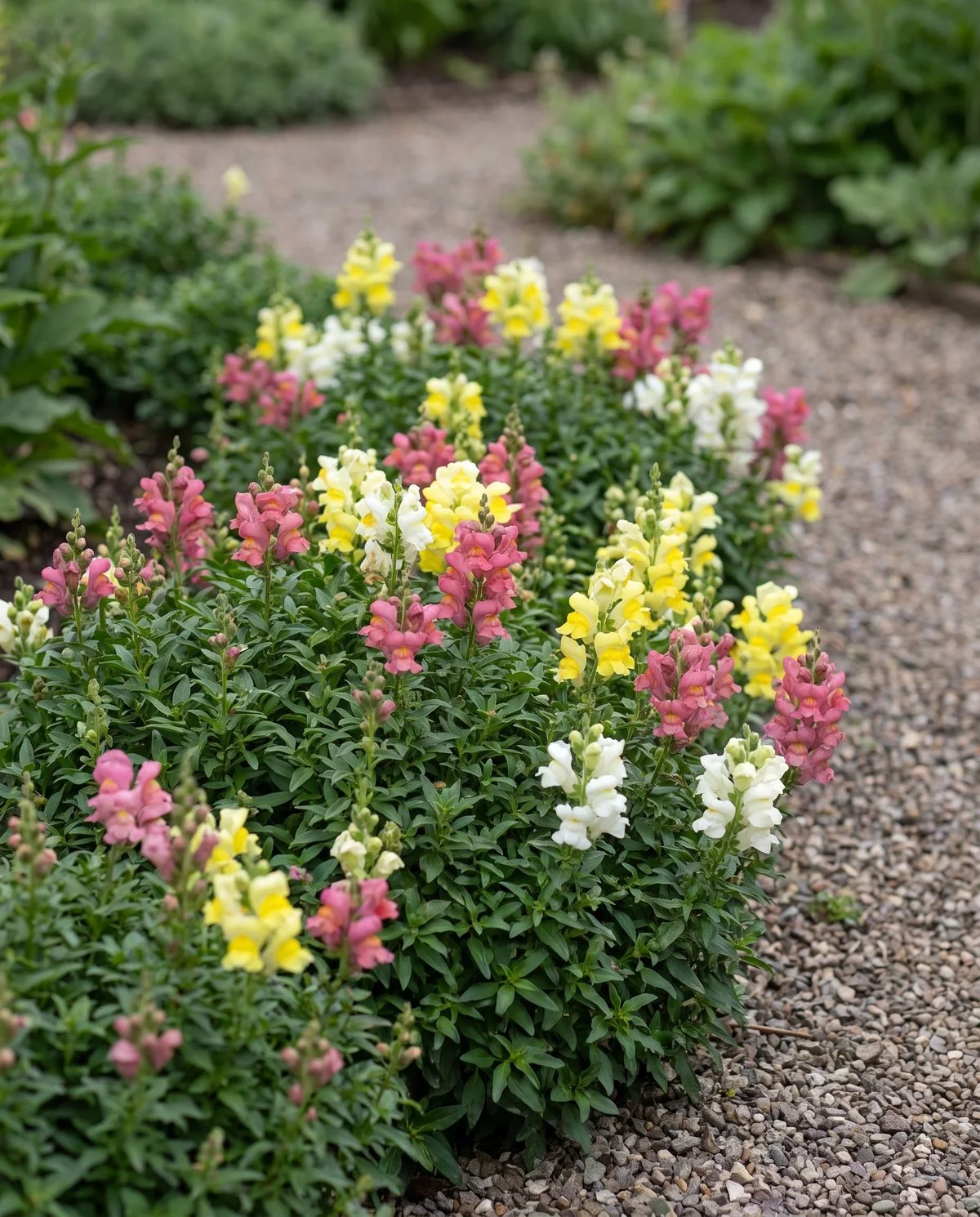 A block of dwarf snapdragons about eight inches tall edging a path, short dense spikes in mixed colours