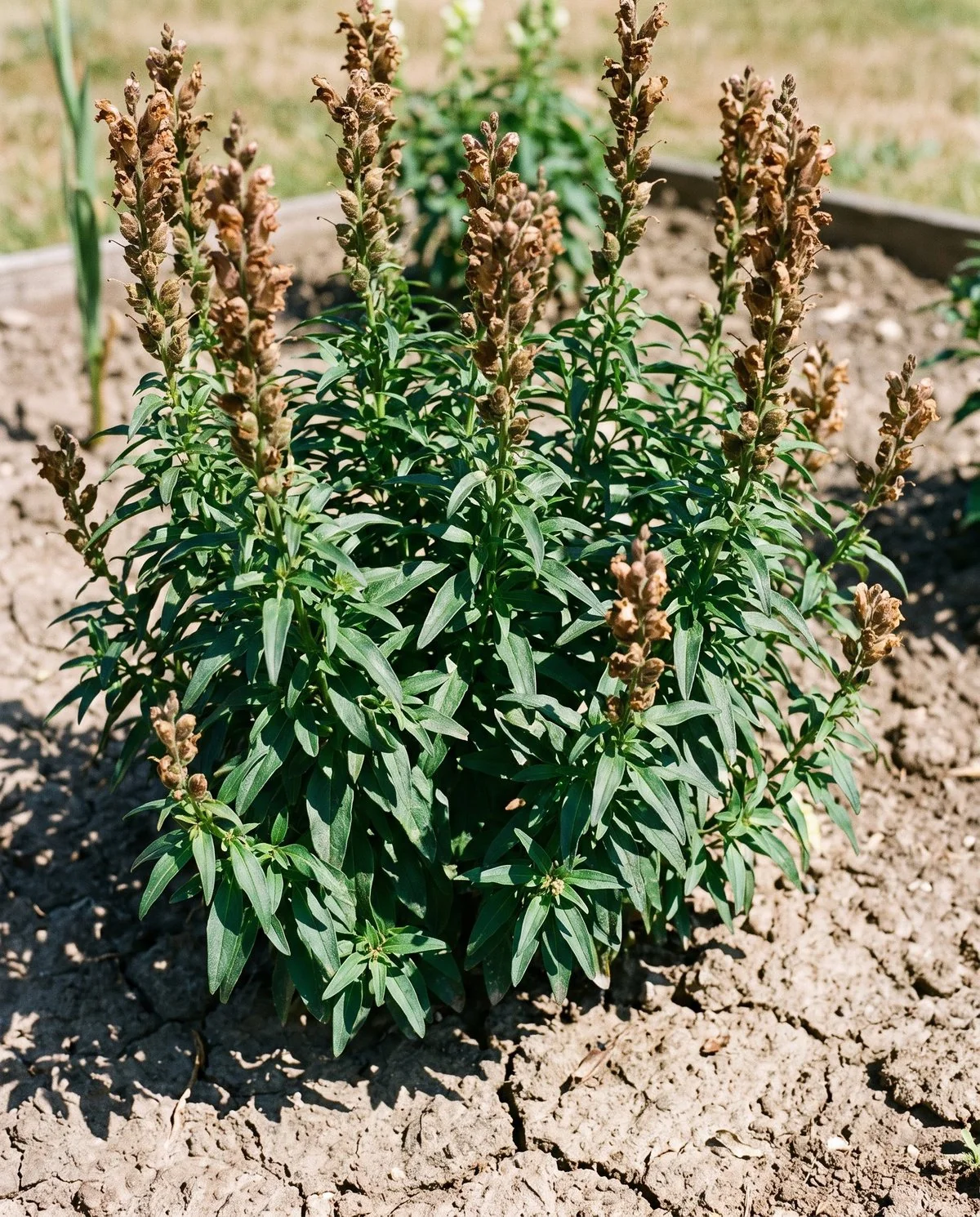 A snapdragon in midsummer with full green foliage, spent spikes and no new buds forming