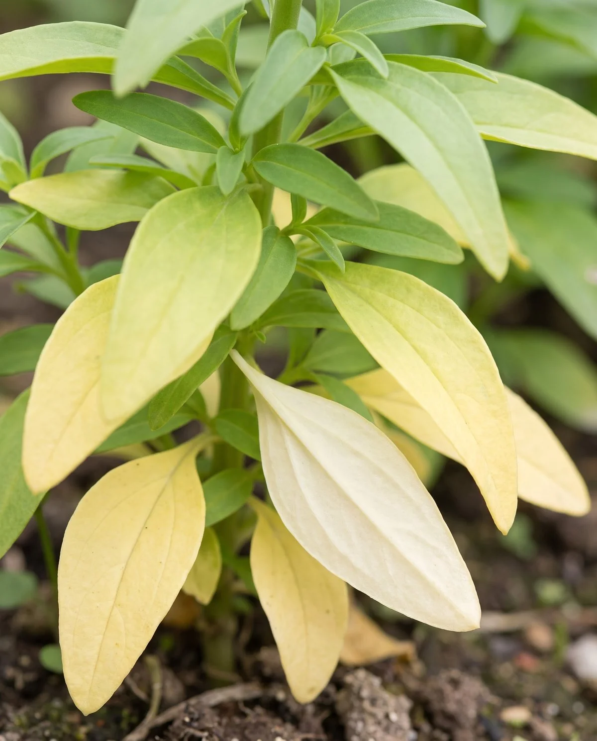 Snapdragon foliage aging normally, the lowest leaves yellowing evenly while the upper leaves stay green