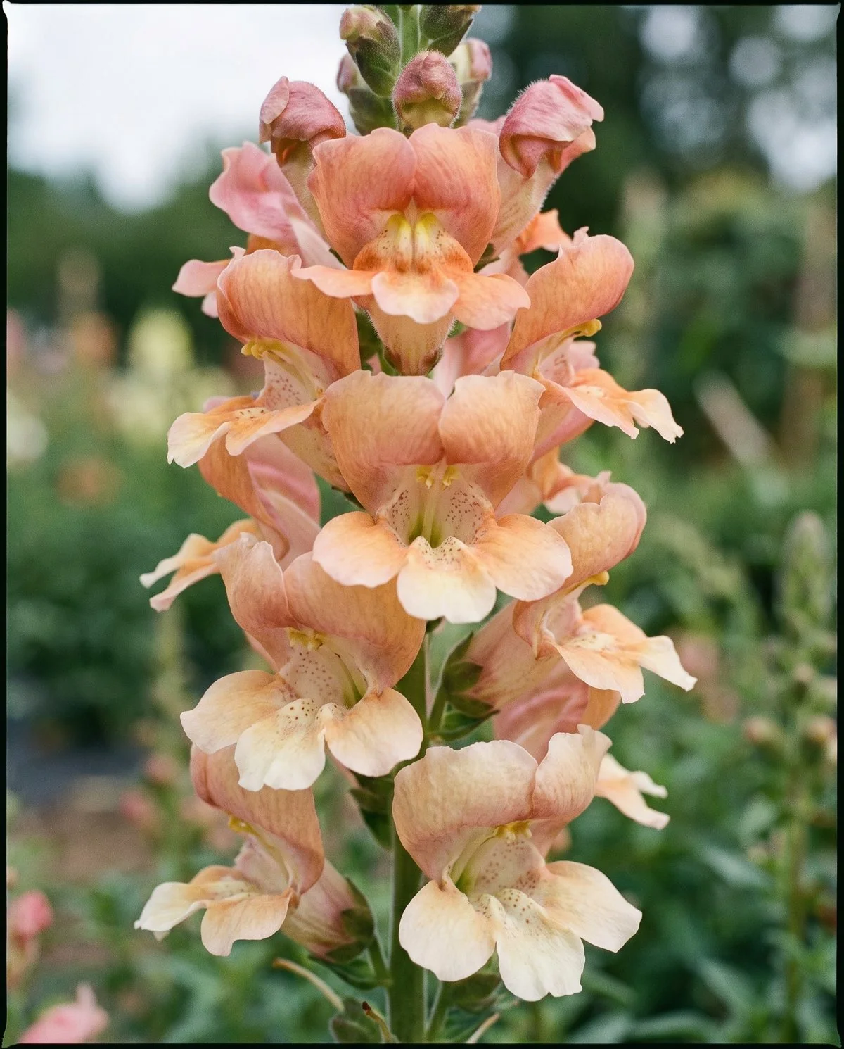 Open-faced butterfly snapdragon florets, flat and lipless with the throat fully exposed