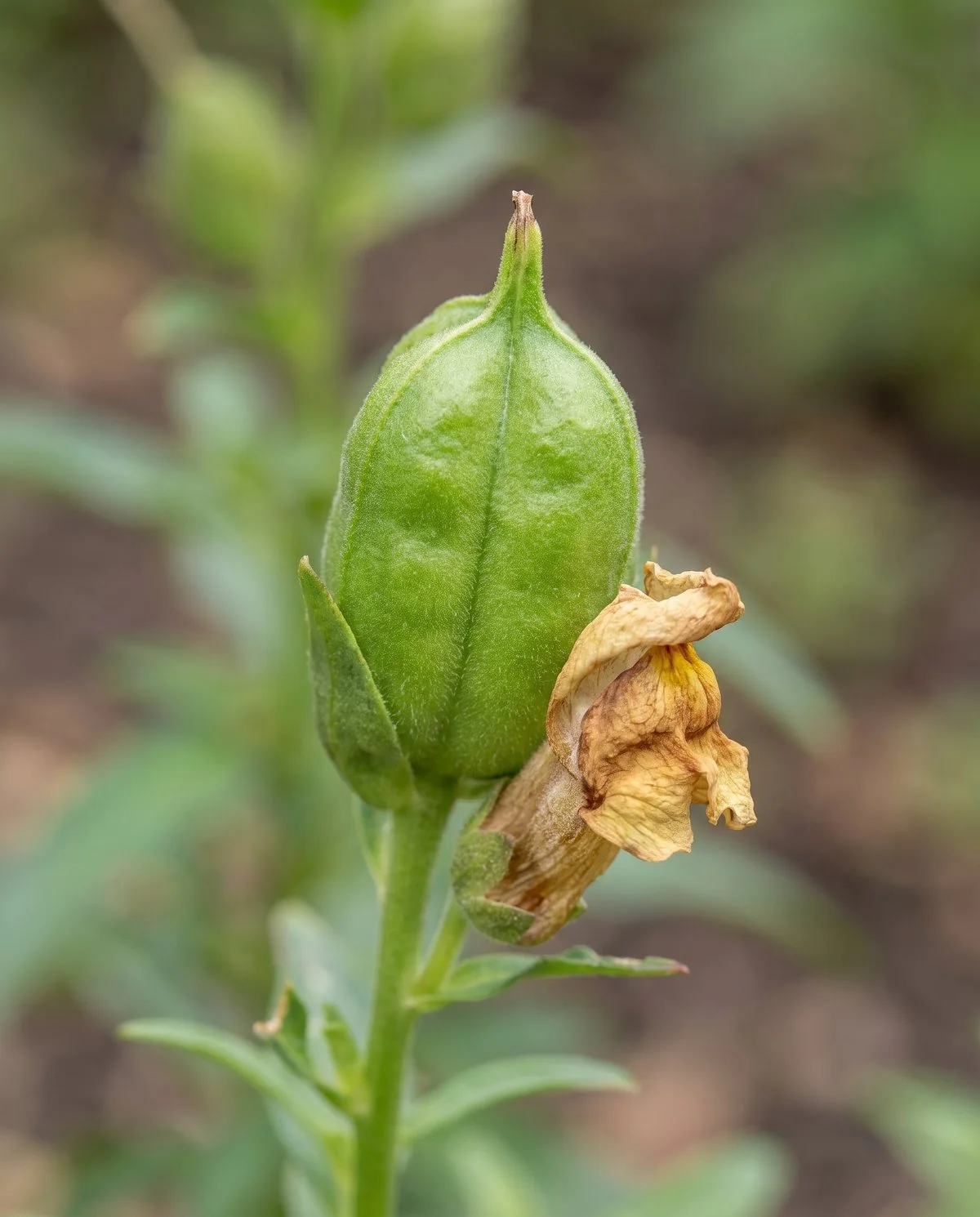 An immature green snapdragon seed pod, plump and completely closed with no openings at the tip