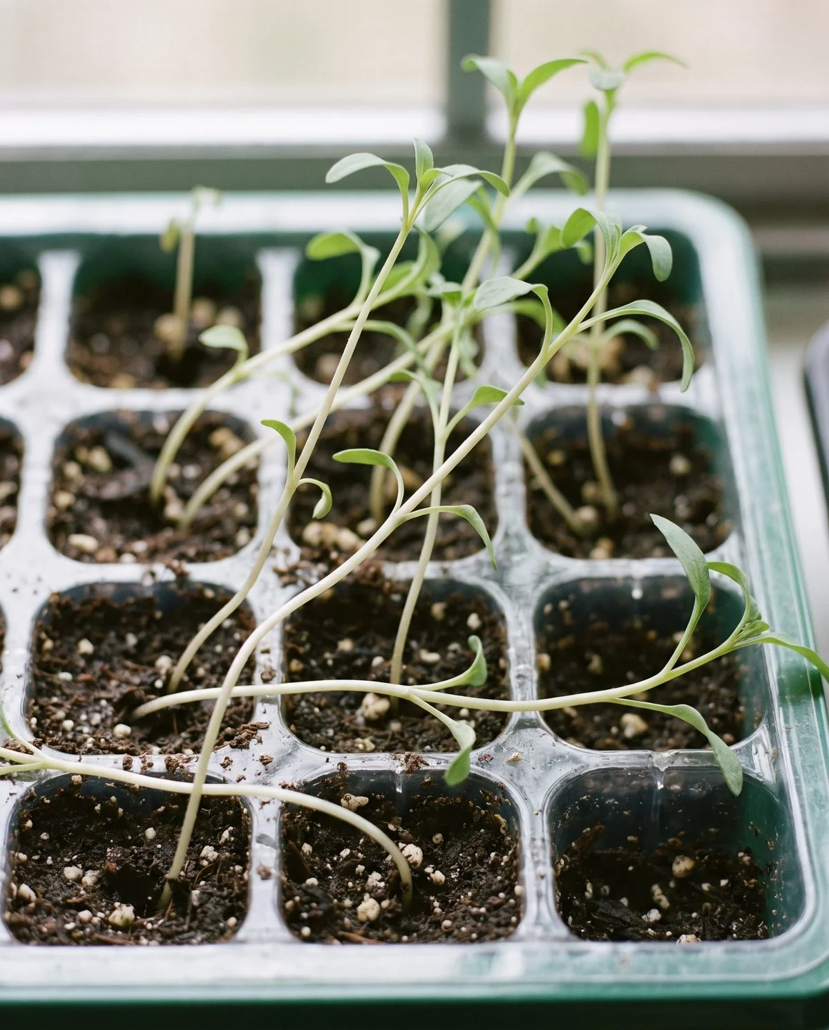 A leggy snapdragon seedling in a cell tray, one thin stem with long bare gaps between leaf pairs, leaning over
