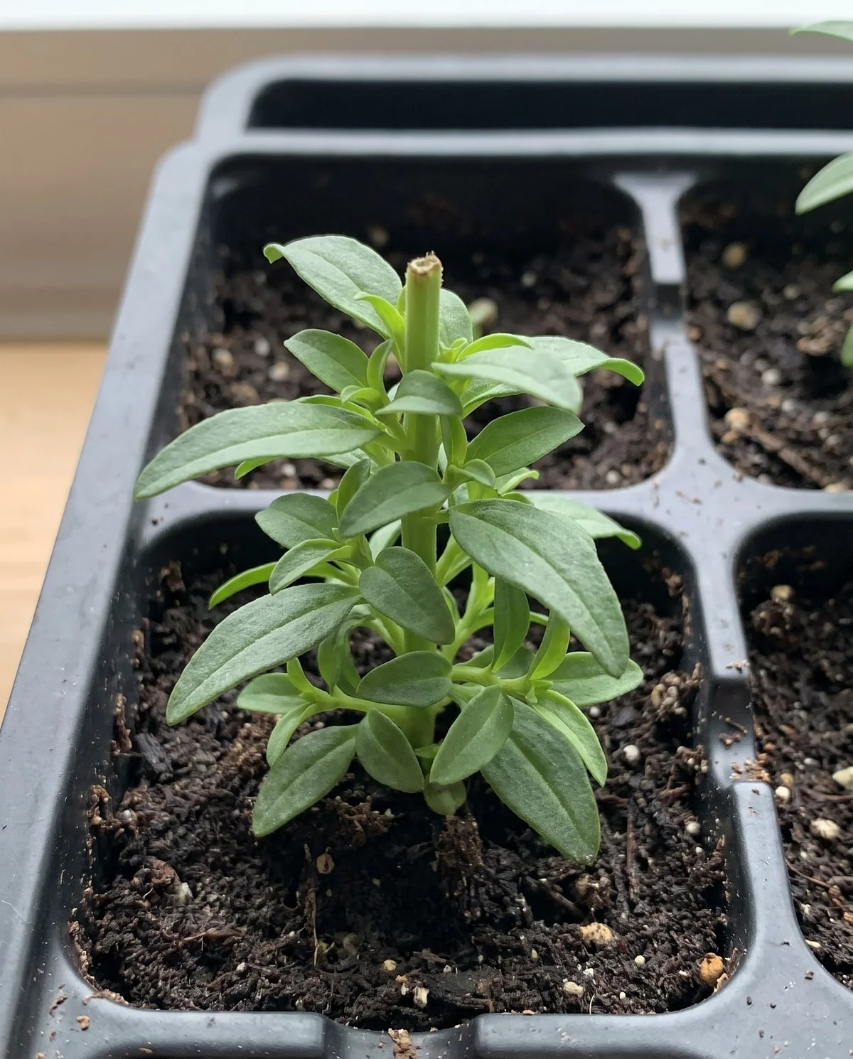 A pinched snapdragon seedling, short and bushy with several side shoots breaking from low down the stem
