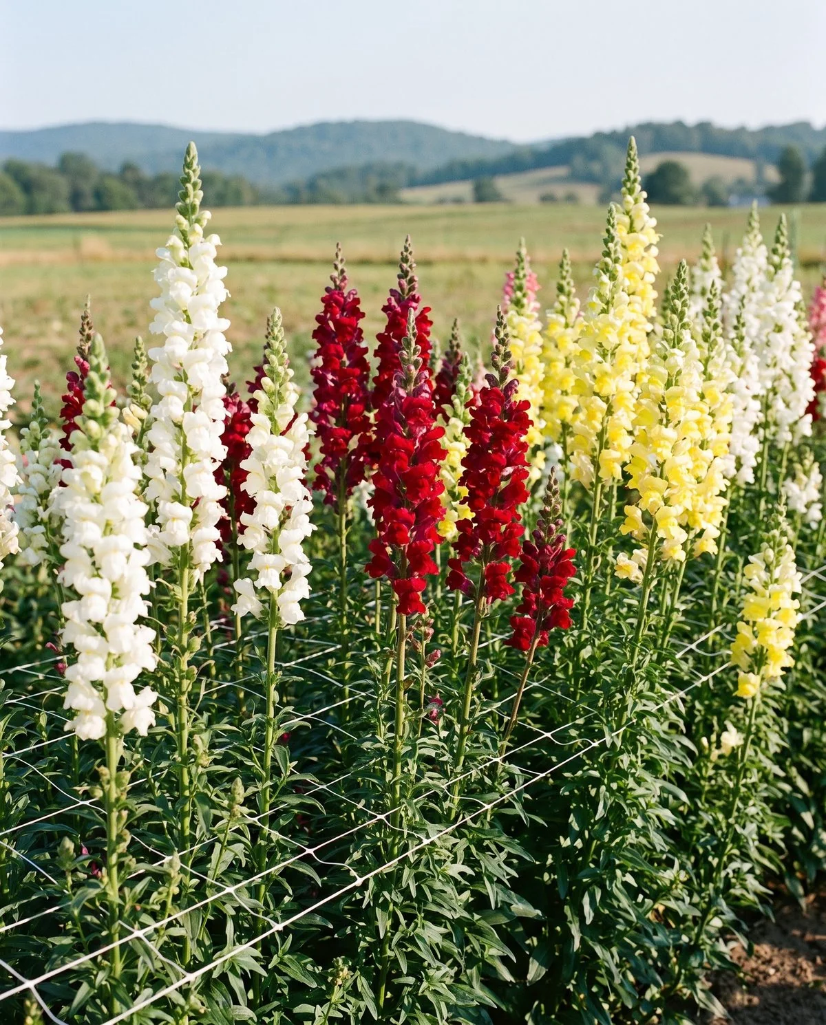 A cutting row of tall snapdragons over three feet high with long thick flower spikes growing up through horizontal netting