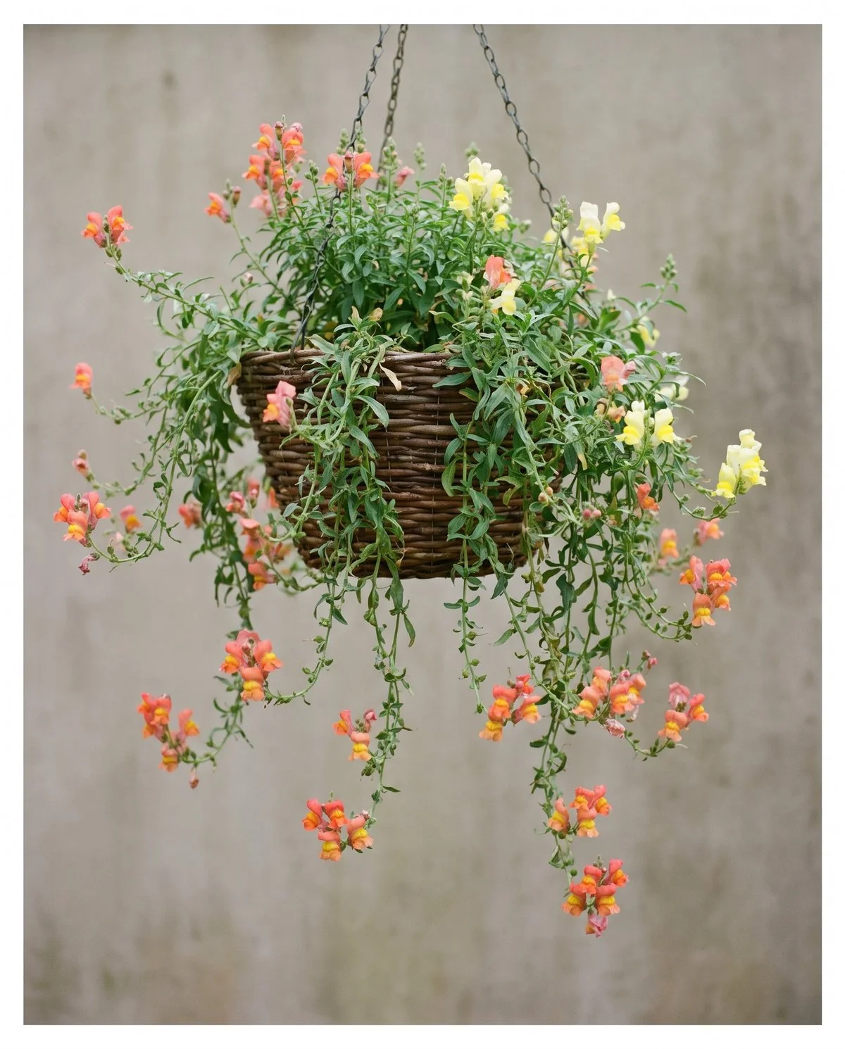 Trailing snapdragons spilling over the rim of a hanging basket in loose sprays rather than upright spikes