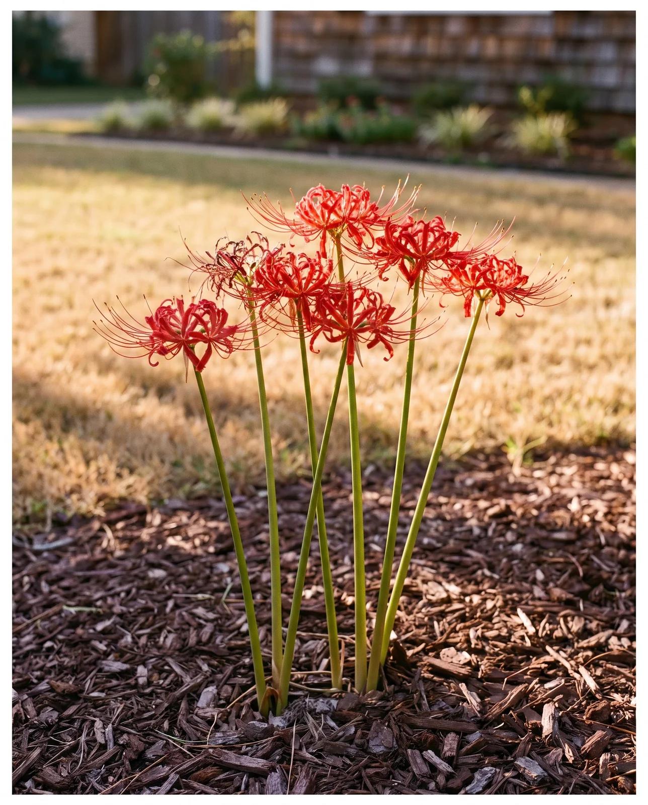 Red spider lily stalks blooming without foliage in garden mulch