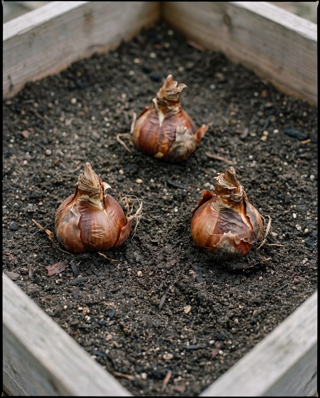 Red spider lily bulbs planted with pointed necks above soil level