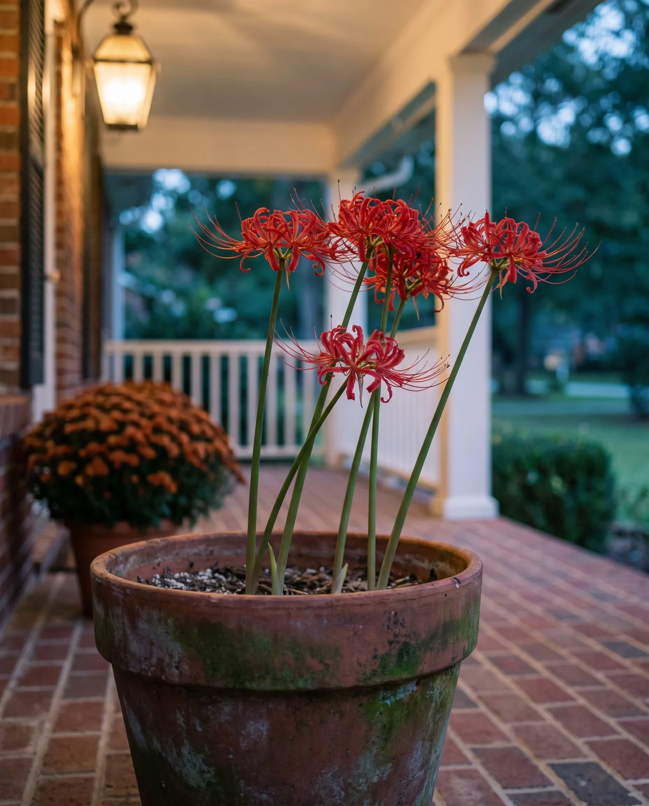 Red spider lilies blooming in terracotta container on covered brick porch