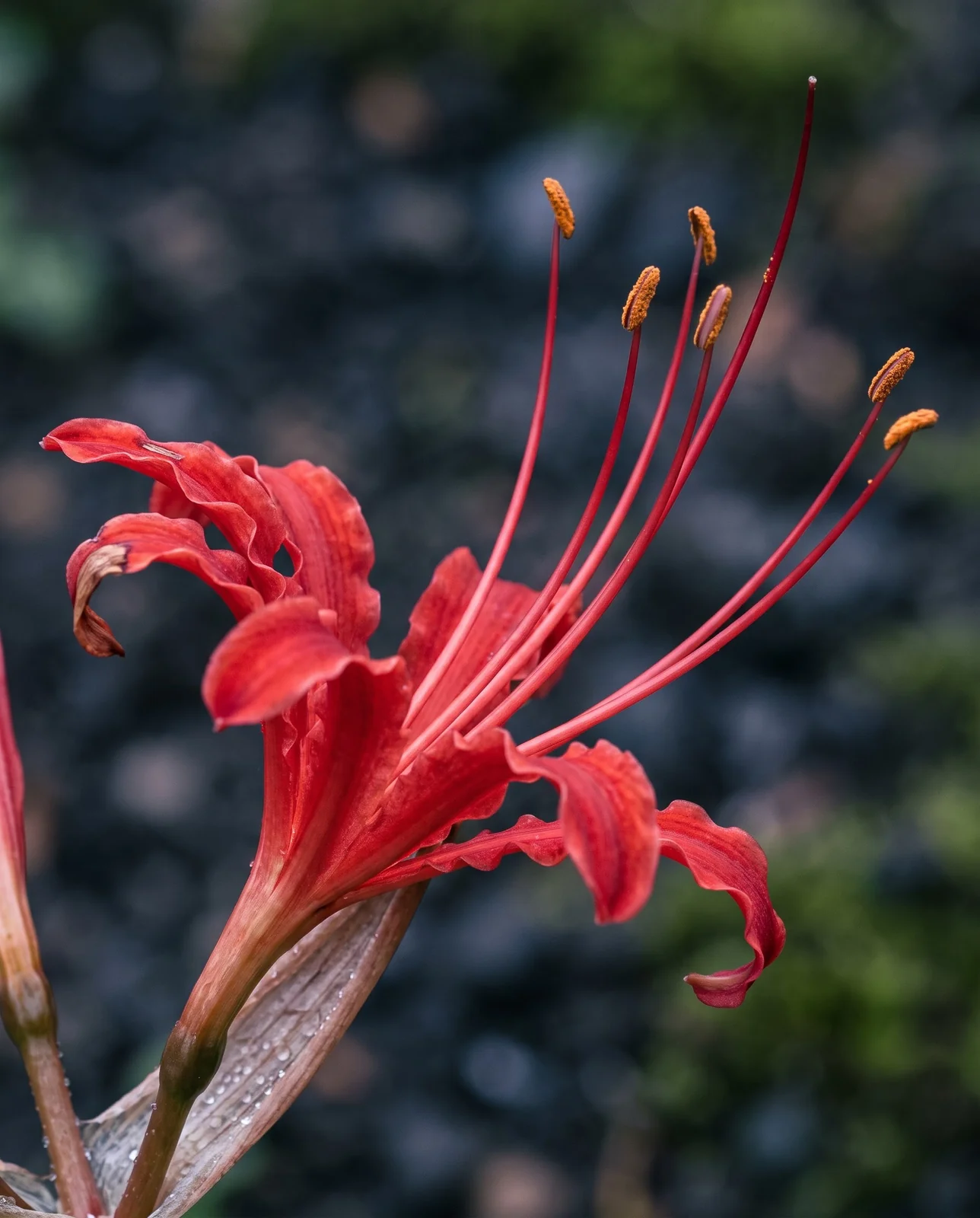 Close-up of red spider lily flower showing reflexed petals and stamens