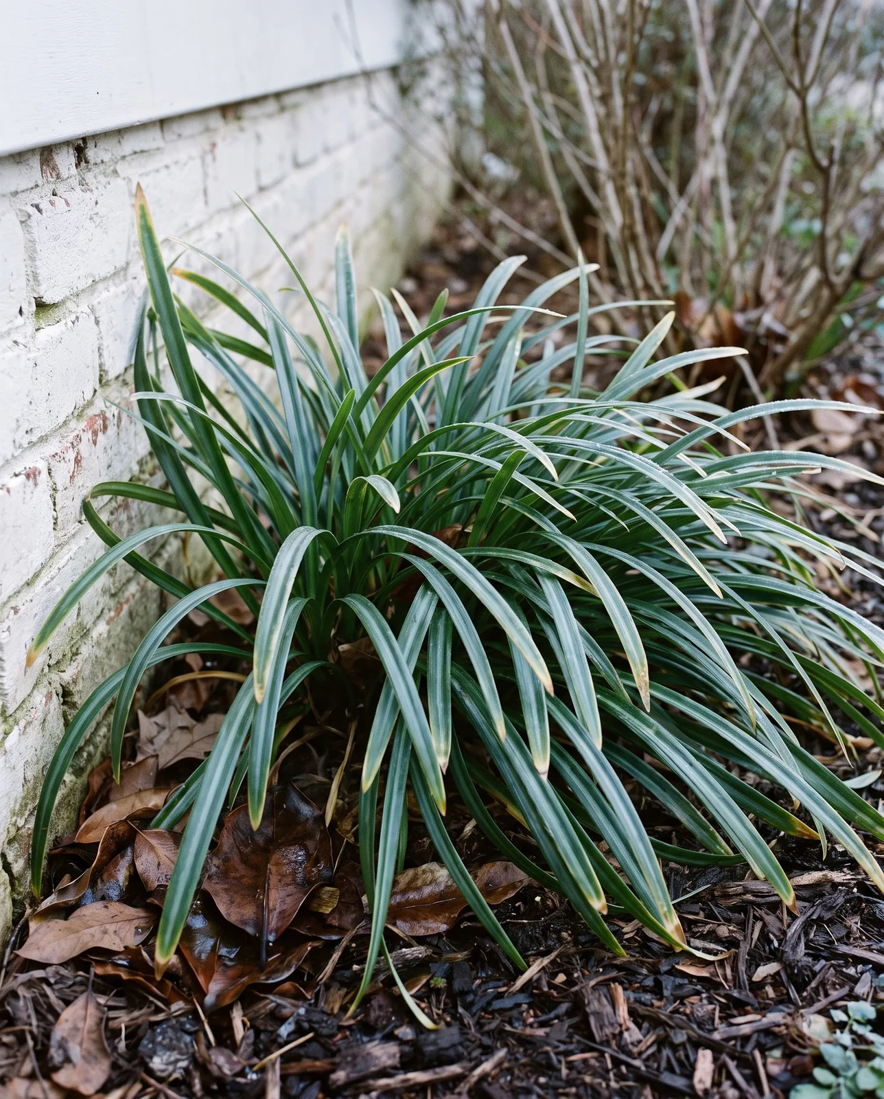 Glaucous green strap-like winter leaves of red spider lily near brick foundation