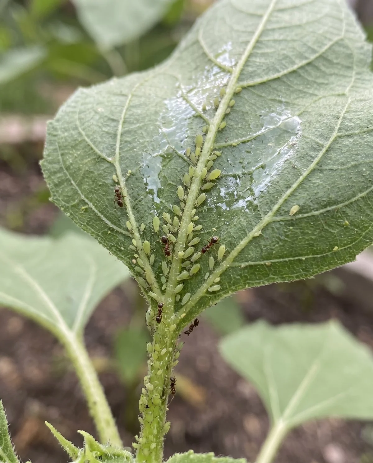 A sunflower leaf turned over showing a dense colony of small pear-shaped aphids along the veins with sticky honeydew