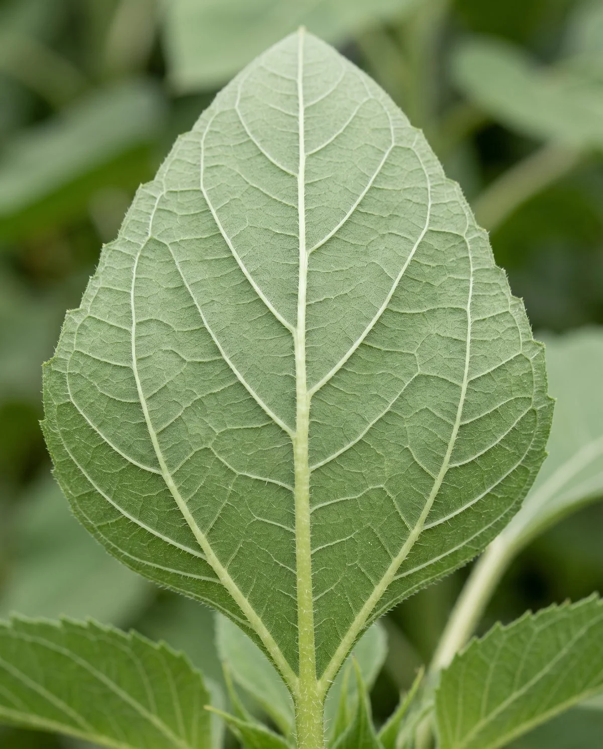 The underside of a healthy sunflower leaf, matte green with raised veins, no insects and no sticky residue