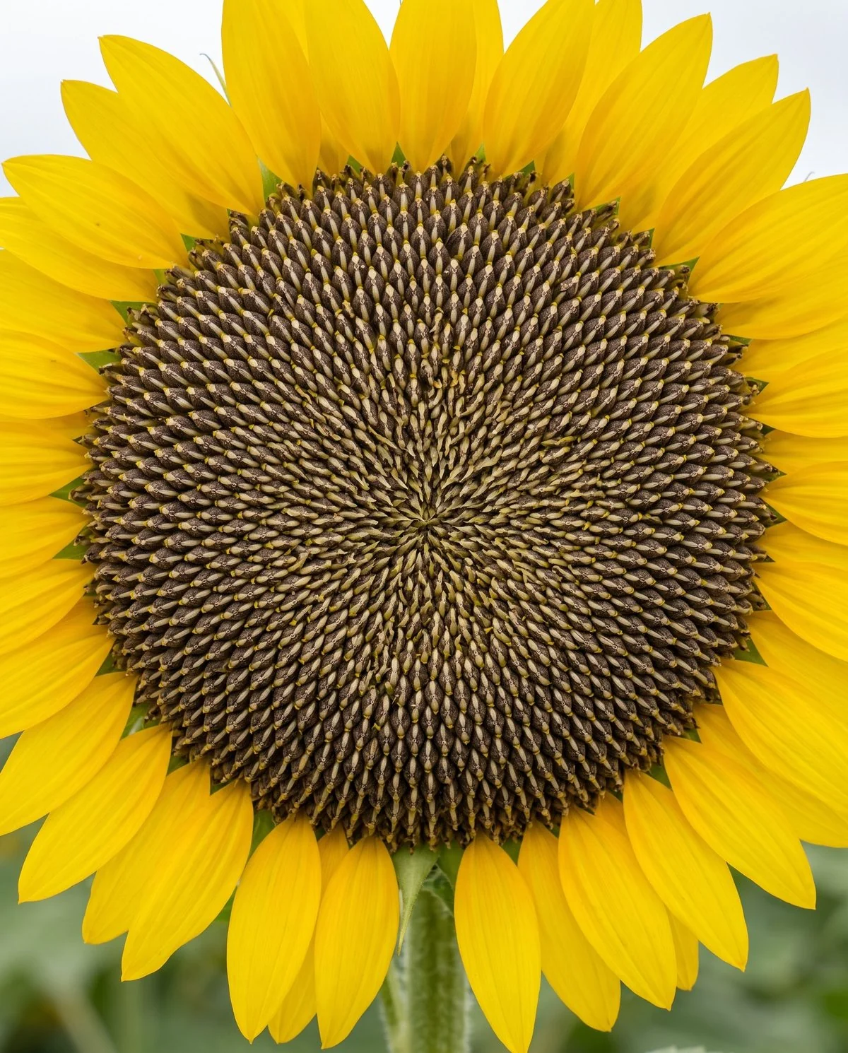 A healthy sunflower head face-on with tightly packed developing seeds in even spirals and nothing protruding