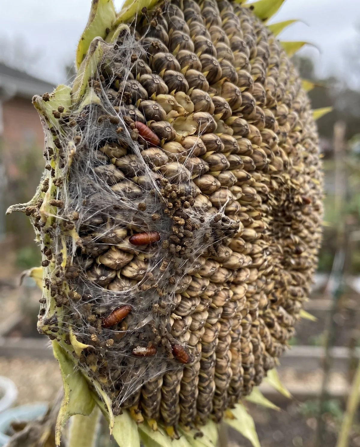 A sunflower seed head disfigured with tangled webbing, dark frass pellets and small brown pupal cases protruding between the seeds