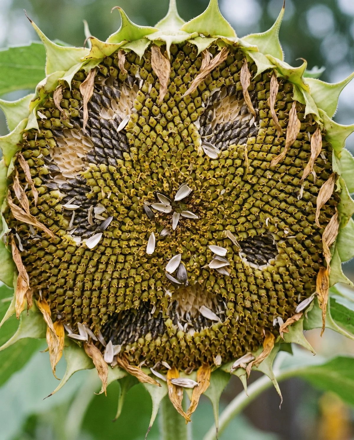 A ripening sunflower head torn open in patches with seeds shelled and missing and empty hulls left on the disk