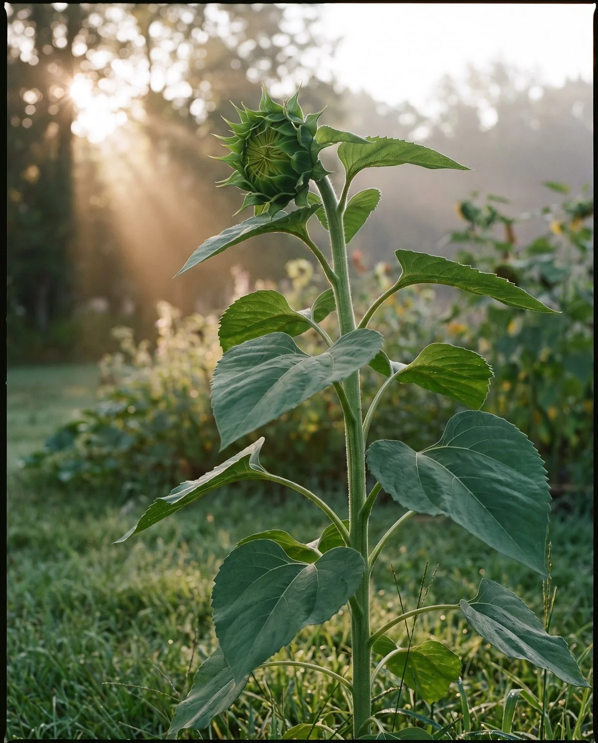 A young sunflower leaning toward low morning sun, bud and upper leaves angled the same way with the stem firm and turgid