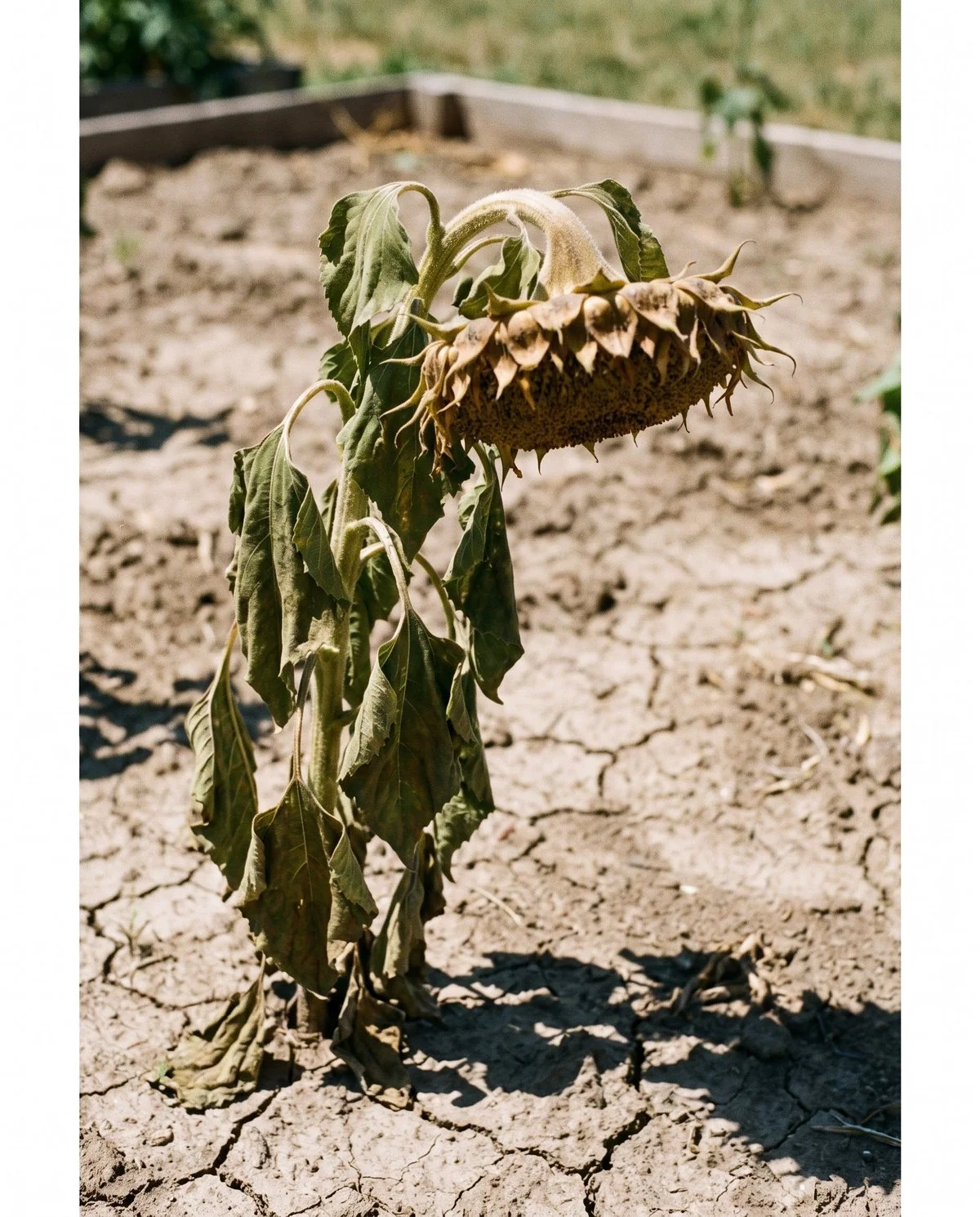 A wilted sunflower with a soft limp neck and leaves hanging slack and curled from loss of turgor