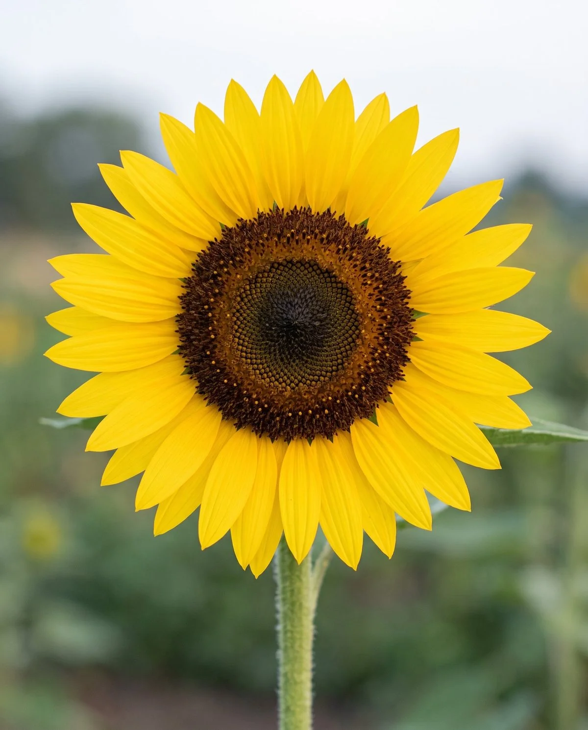A sunflower at cutting stage with ray petals standing out at right angles to the head and only the outer rows of disk florets open