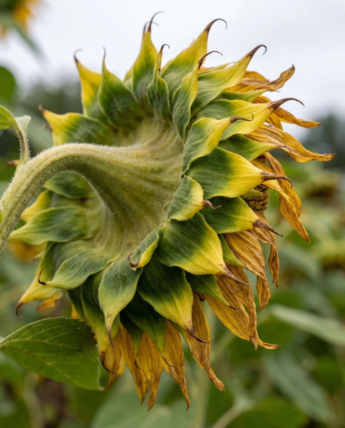 The back of a sunflower head seen from behind, its green bracts and disk fading to lemon-yellow as the head tips downward