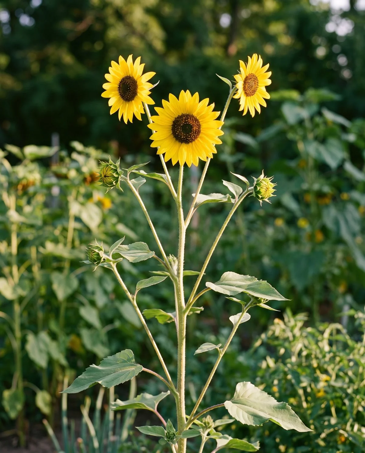 A branching sunflower about five feet tall carrying several medium yellow blooms at different stages on side stems