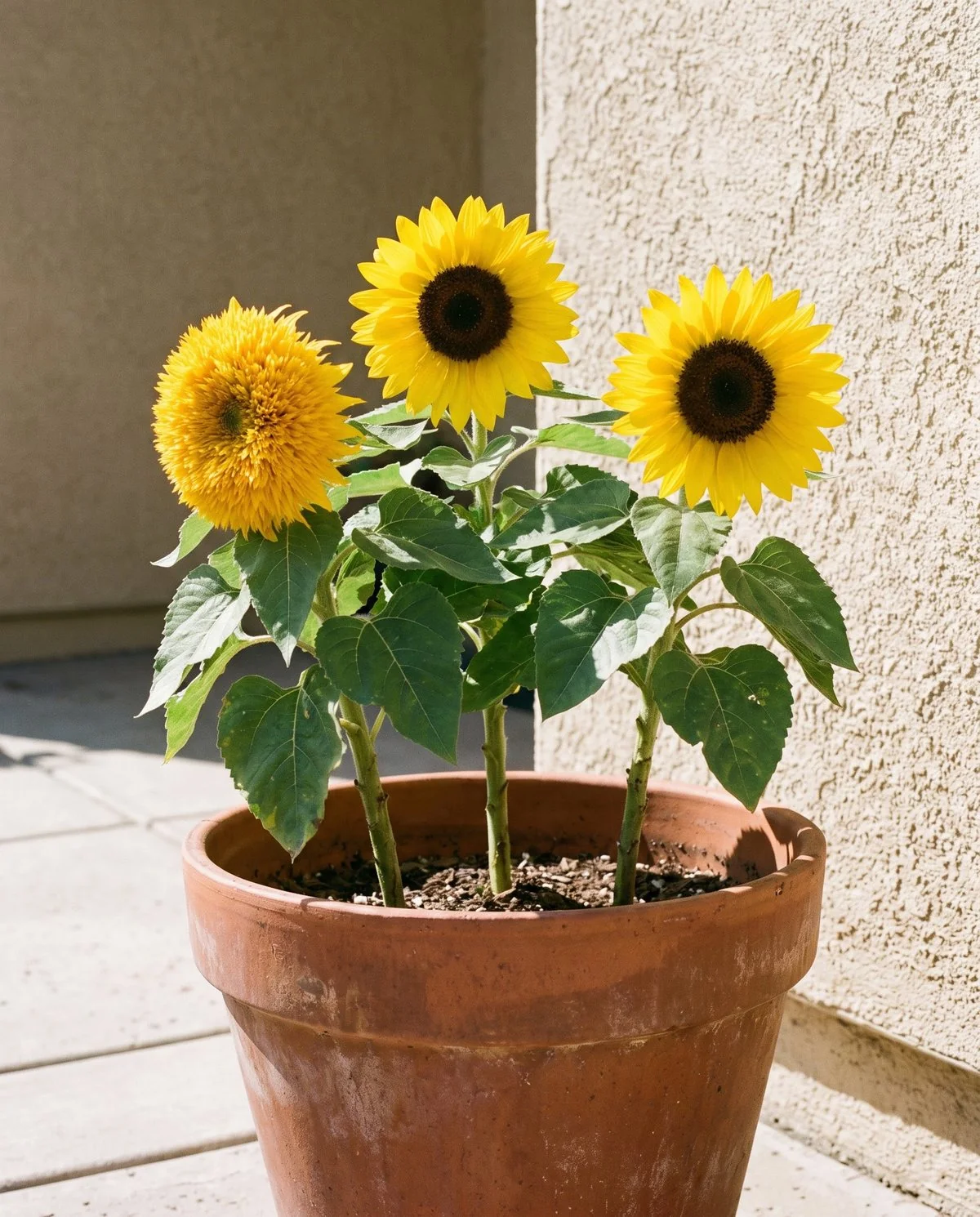 Dwarf sunflowers about two feet tall in a terracotta container, one a shaggy double golden bloom