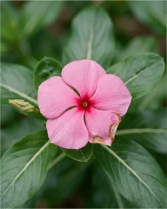 vinca gallery flower macro pink eye