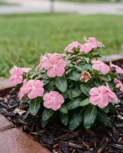 vinca gallery rain drops flowers