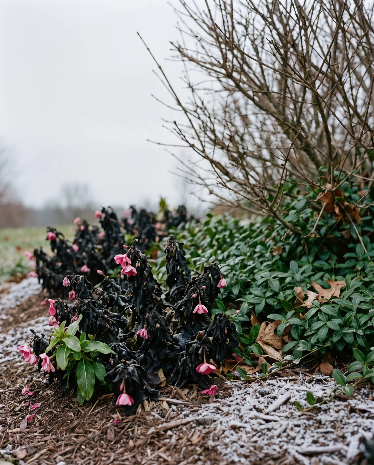 A bed of annual vinca blackened by the first frost beside a periwinkle patch still glossy green in November