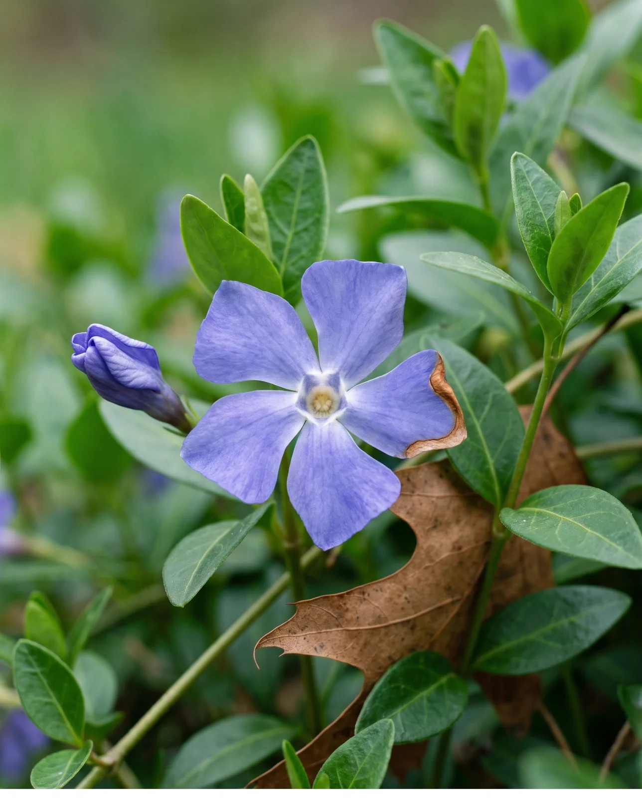 Close view of a periwinkle-blue Vinca minor flower with five twisted petals and a pale center over glossy leaves in spring
