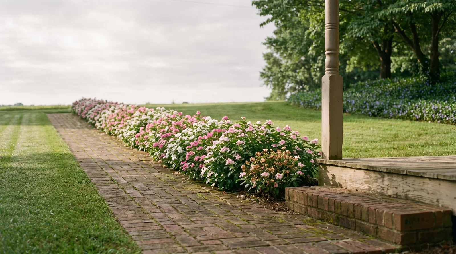Wide view of a long low edging of annual vinca along a walk with a brick step for scale and a periwinkle slope beyond