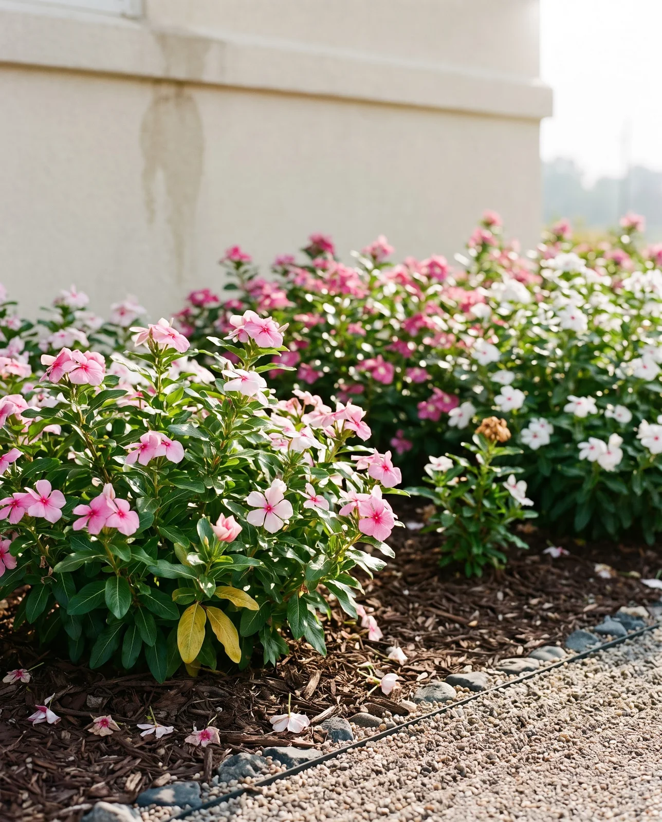A bed of annual vinca still in heavy bloom in late August with no deadheading and a few dropped flowers on the mulch