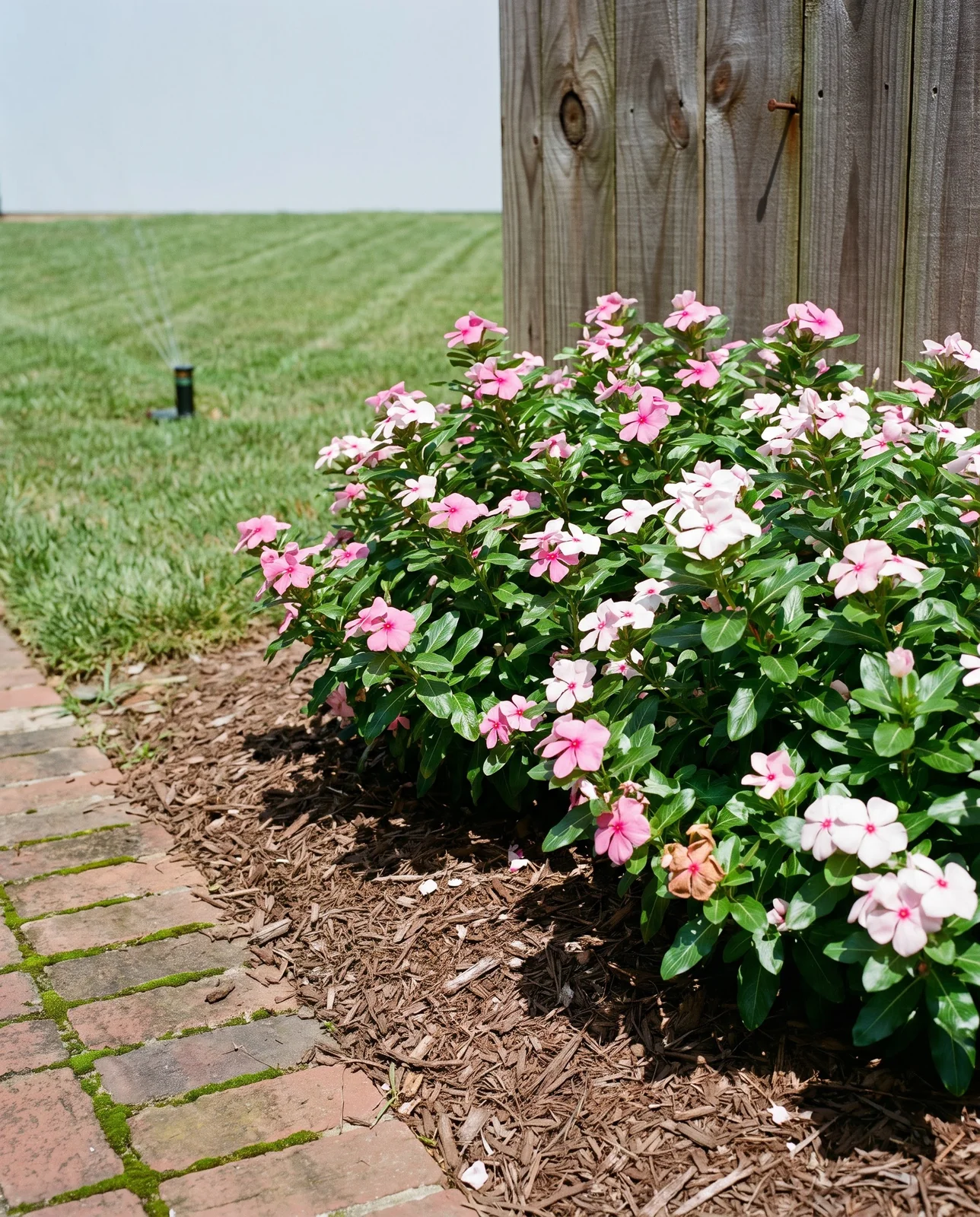 Annual vinca in full bloom in an open sunny bed with a sharp fence shadow stopping short of the plants