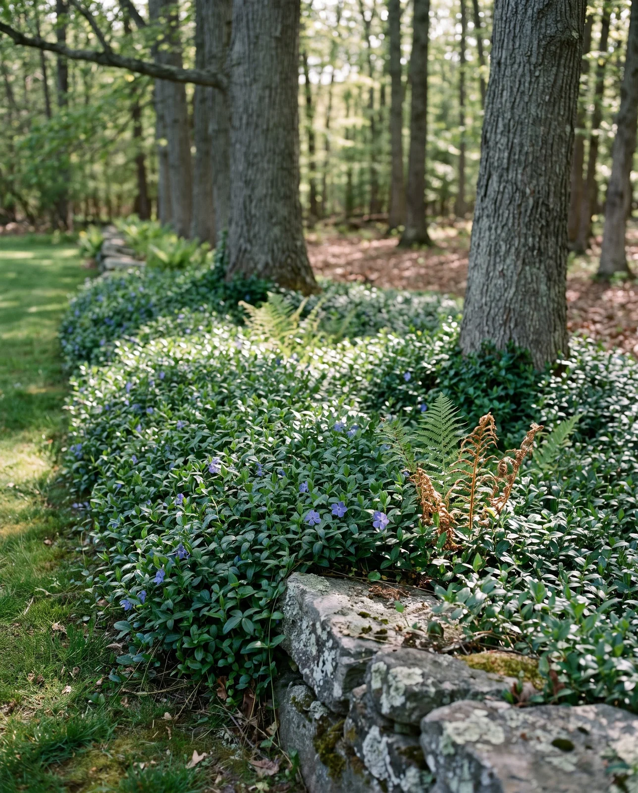 Periwinkle groundcover spreading from a yard edge into a woodland with glossy leaves smothering the forest floor