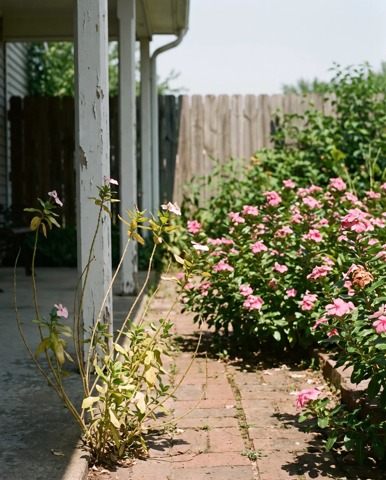Leggy annual vinca plants with few flowers stretching in the shade of a porch beside a sunny bed in full bloom