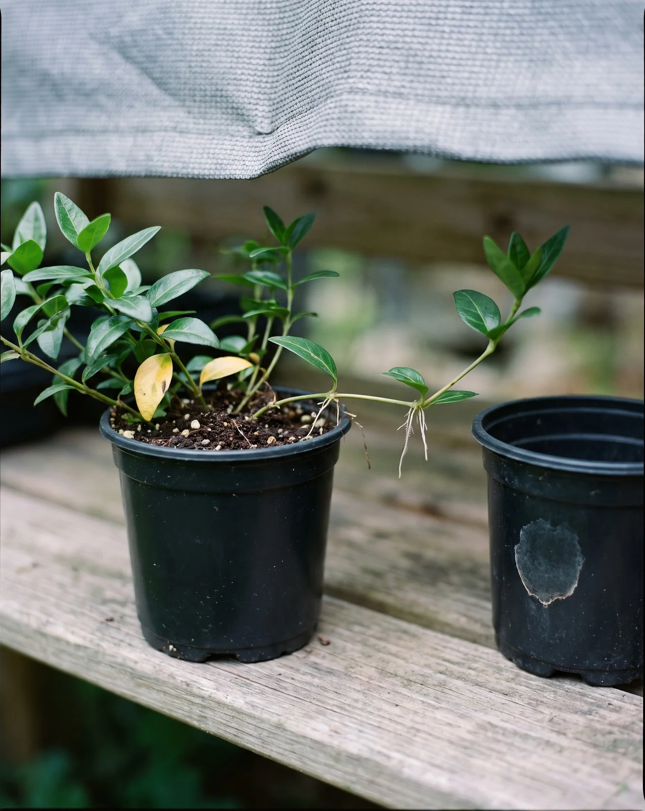 A division of periwinkle groundcover with rooted runners set in a small pot of soil on a shaded bench